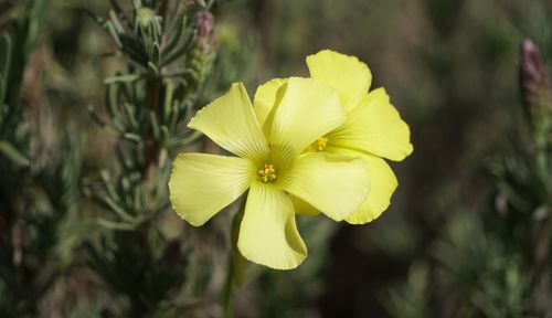 Close-up of yellow flowering plant