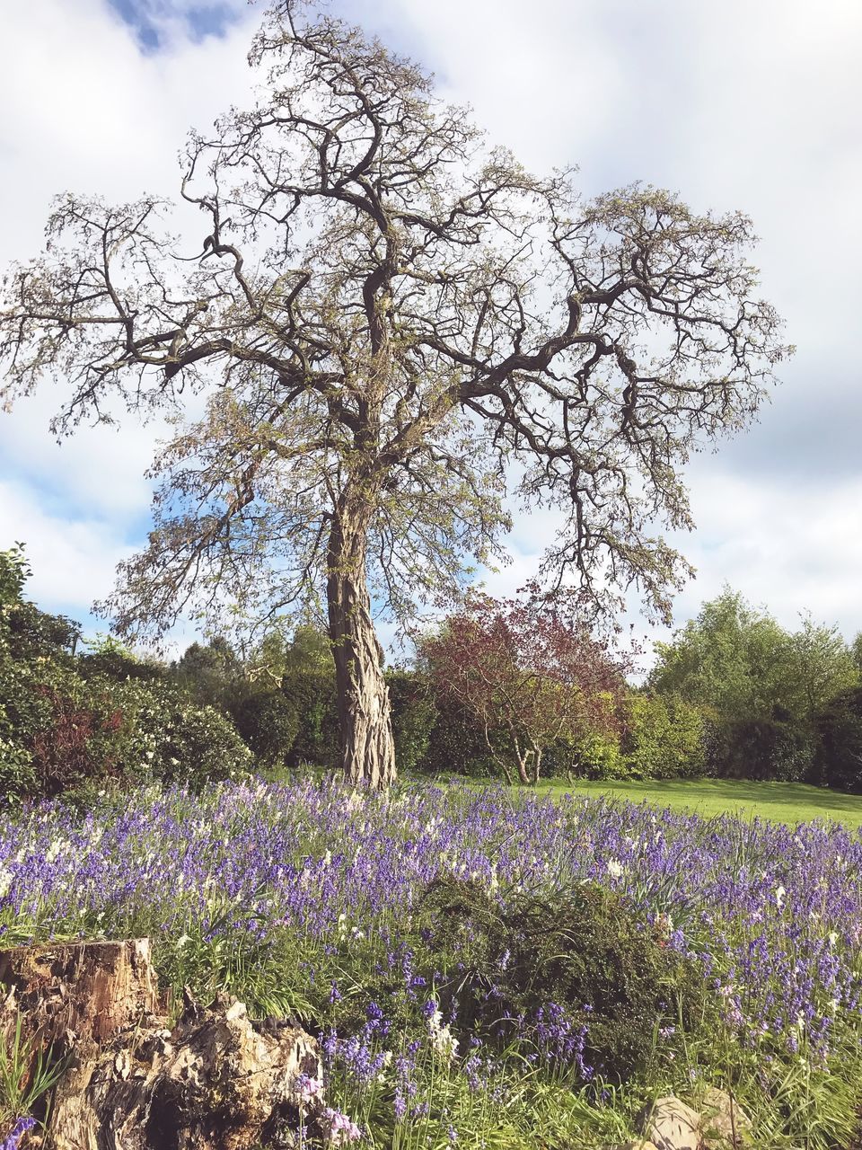 SCENIC VIEW OF PURPLE FLOWERING PLANTS ON FIELD