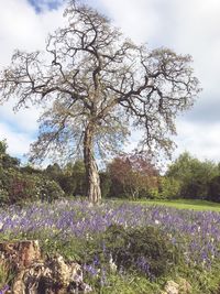 Scenic view of flowering plants on field against sky