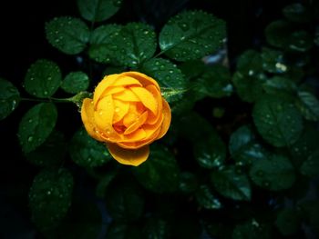 Close-up of rose