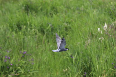 Bird flying over a field