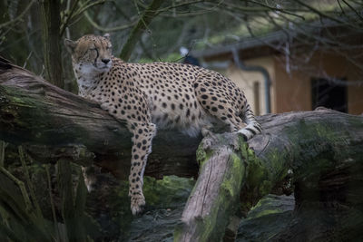 Cat relaxing on a tree