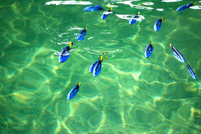 High angle view of fishes swimming in sea