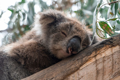 Close up high angle view of australian koala sleeping in tree showing ears nose eyes and claws