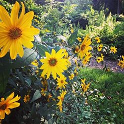 Close-up of yellow flowers