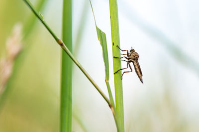 Close-up of insect on plant