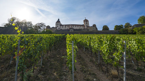 Plants growing in vineyard against sky