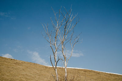 Low angle view of bare tree against blue sky