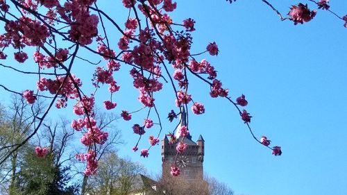 Low angle view of pink flowering tree against blue sky