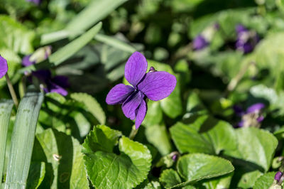 Violet flower in a garden on a sunny day 