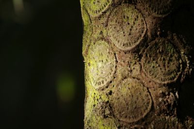 Close-up of lizard on tree trunk