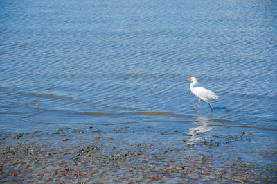 Bird perching on water