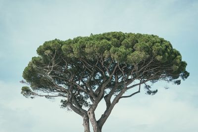 Low angle view of tree against sky