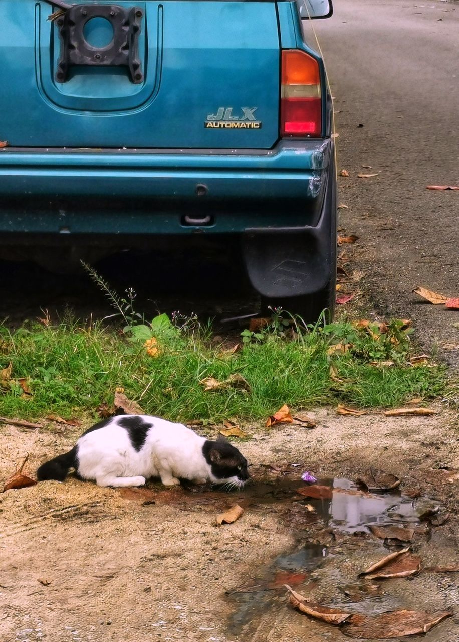 HIGH ANGLE VIEW OF A CAT LYING ON CAR