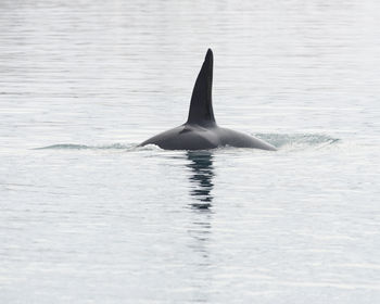 Killer whale swimming in sea