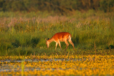Red deer in shallow wetland, lonjsko polje, croatia