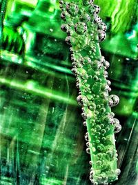 Close-up of water drops on leaves