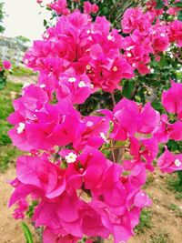 Close-up of pink flowers