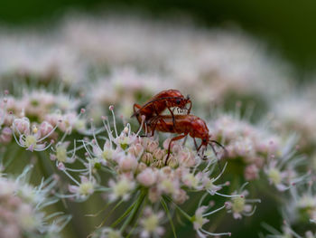 Close-up of insect on purple flower