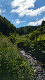 River flowing amidst plants against sky