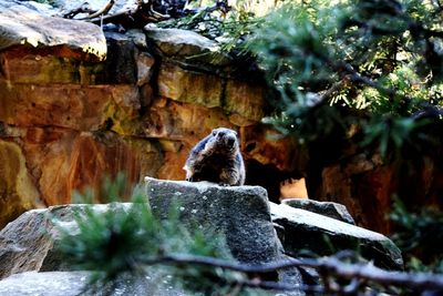 View of an animal sitting on rock