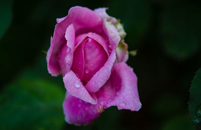 Close-up of pink flower blooming outdoors