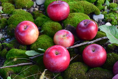 Close-up of apples on field