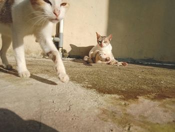 Portrait of cat sitting on floor