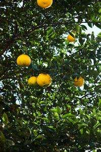 Low angle view of fruits on tree