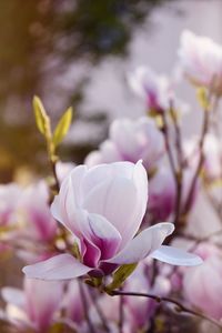 Close-up of fresh pink flower