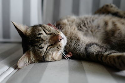 Cat sleeping at home