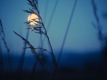 Low angle view of plant against full moon at dusk