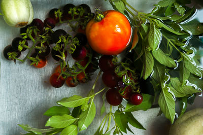 Close-up of tomatoes on plant