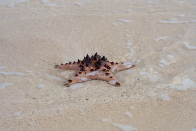 High angle view of crab on beach