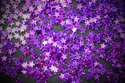 Full frame shot of purple flowering plants