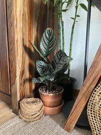 High angle view of potted plants on table