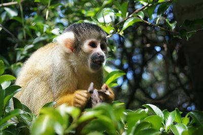 Squirrel monkey at monkeyland, plettenberg bay, south africa