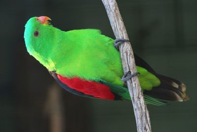 Close-up of parrot perching on tree