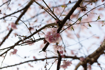 Close-up of cherry blossoms on branch