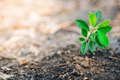 Close-up of small plant growing on field