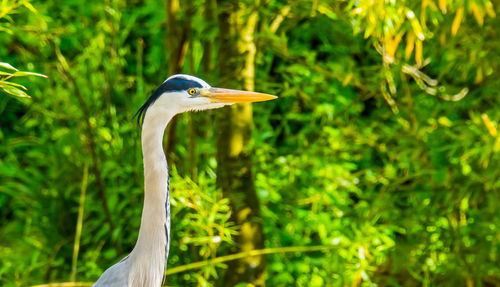 Close-up of a bird