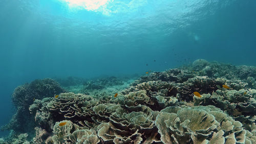 undersea