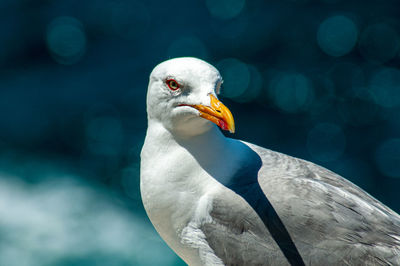 Close-up of seagull