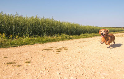 Dog in a field