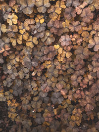 Full frame shot of logs in forest