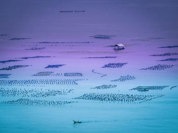 Birds flying over sea