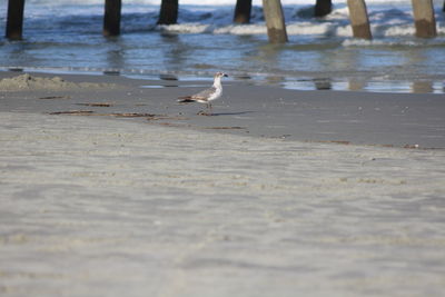 View of seagulls on beach