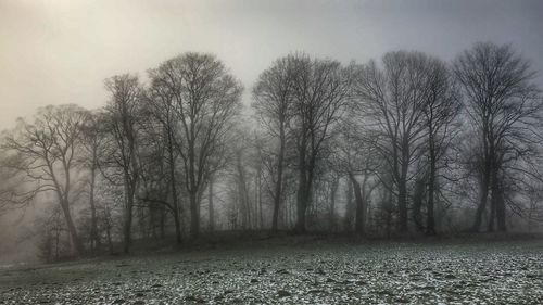 Bare trees in forest against sky