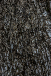 Full frame shot of tree trunk