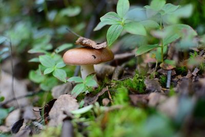Close-up of small mushroom growing on field